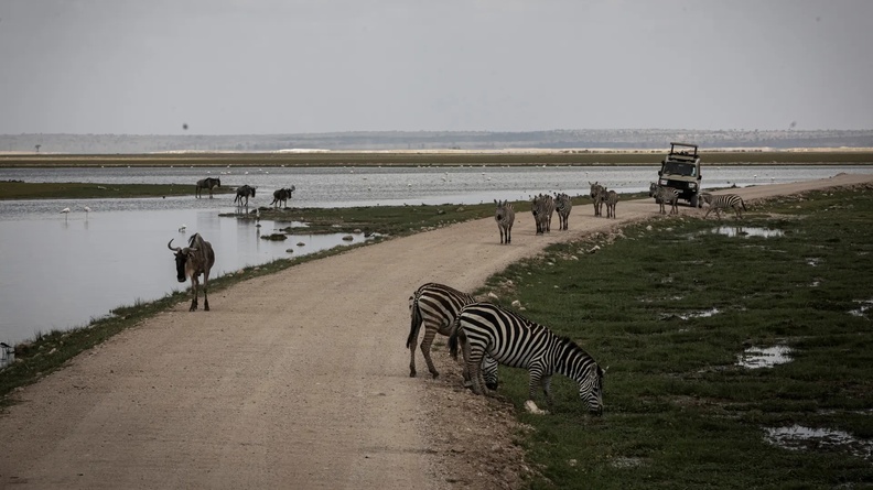 Zebra + Wildebeest, Amboseli National Park, Kenya